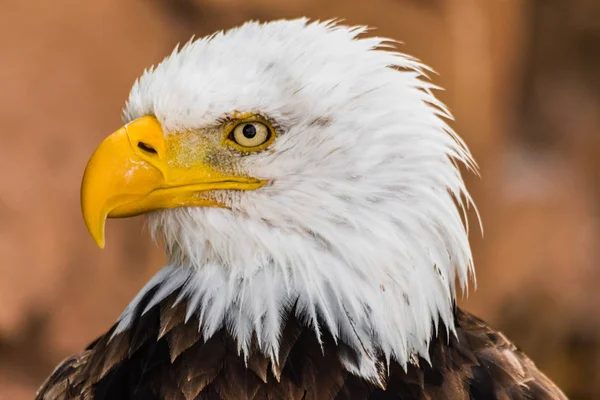 Kel Kartal Haliaeetus Leucocephalus Baş Portre Sola Bakıyor — Stok fotoğraf