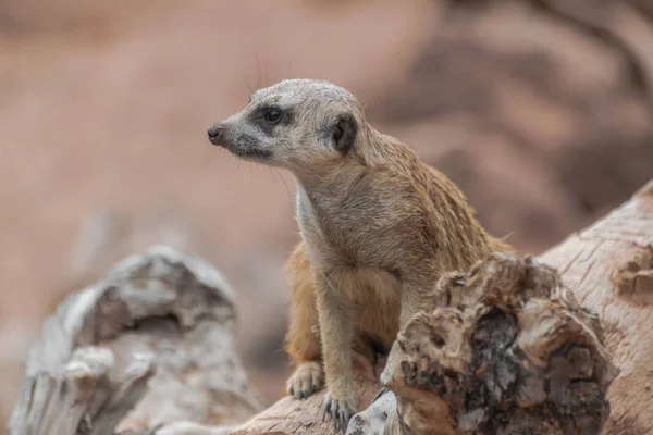 Meerkat Suricata Suricatta Που Κάθεται Ξύλινη Επιφάνεια — Φωτογραφία Αρχείου