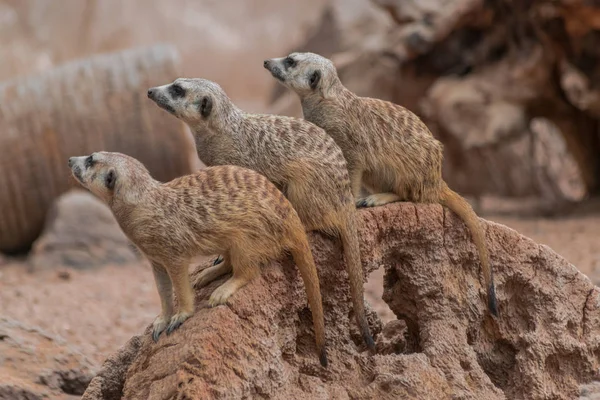 Τρεις Meerkats Suricata Suricatta Που Κάθεται Στην Βραχώδη Επιφάνεια — Φωτογραφία Αρχείου