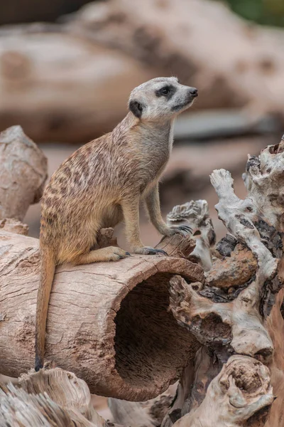 Meerkat Suricata Suricatta Που Κάθεται Ξύλινη Επιφάνεια — Φωτογραφία Αρχείου