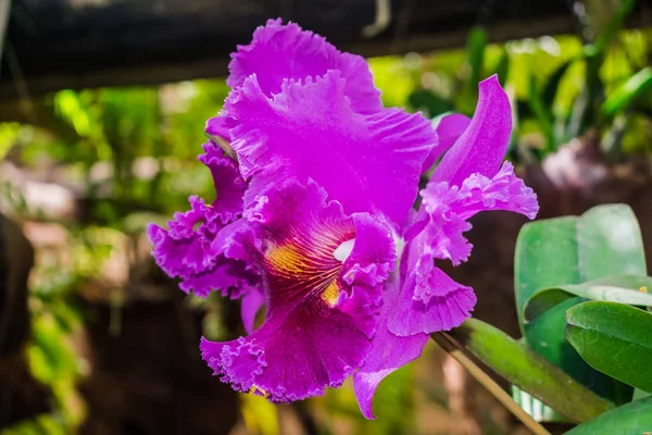 卡特利亚杂交种紫色兰花 有丛林植被背景 — 图库照片