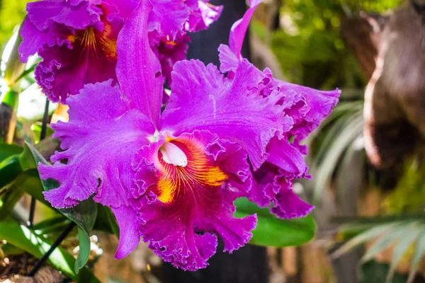 卡特利亚杂交种紫色兰花 有丛林植被背景 — 图库照片