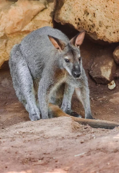 Wallaby Bennett Macropus Rufogriseus Sentado Com Fundo Rochas — Fotografia de Stock