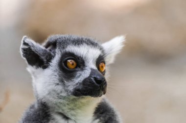 Halka kuyruklu Maki (lemur catta), baş portre