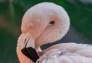 Şili flamingo baş portre (Phoenicopterus chilensis), güneş ışığı ve Yeşil Göl su arka plan ile