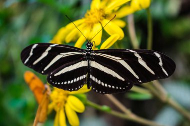  Zebra longwing kelebek, sarı bir çiçek açık kanatlı postacı charithonia