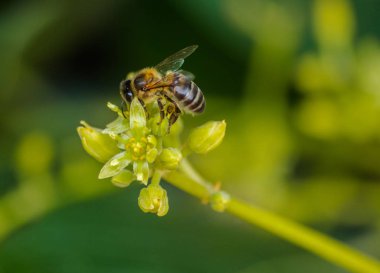 European honey bee (apis mellifera), pollinating avocado flower (persea americana) clipart