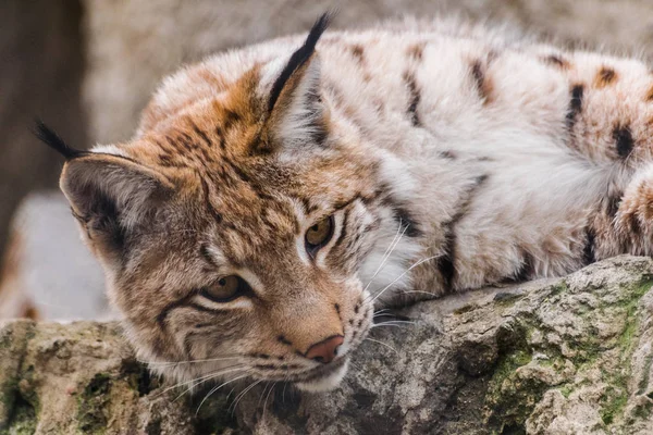 Ευρασιατικός Λύγκας Lynx Lynx Ψέματα Ένας Βράχος Και Κοιτάζοντας Προς — Φωτογραφία Αρχείου