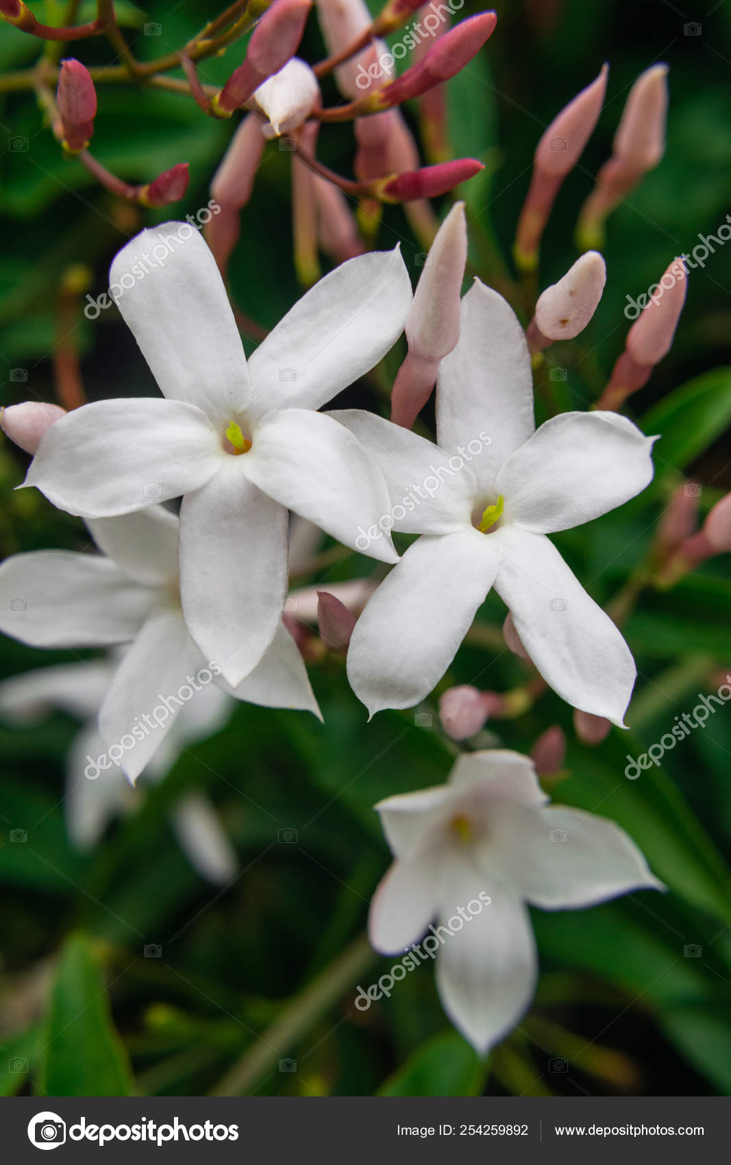 Jasmine Flower Jasminum Officinale Blooming Green Leaves Background Stock Photo Image By C Martinleber Hotmail Com Jasmine Flower Jasminum Officinale Blooming Green Leaves Background Stock Photo Image By C Martinleber Hotmail Com
