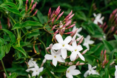 Yasemin çiçeği (Jasminum officinale), yeşil yaprakları arka plan ile çiçeklenme