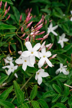 Yasemin çiçeği (Jasminum officinale), yeşil yaprakları arka plan ile çiçeklenme