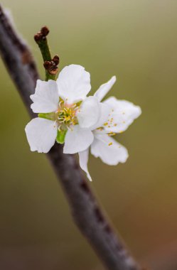 Bir ağaç dalı çiçek açan Erik çiçeği (prunus domestica),