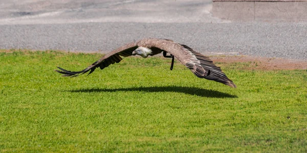 Griffon Akbaba Çingene Fulvus Yere Yakın Uçan — Stok fotoğraf