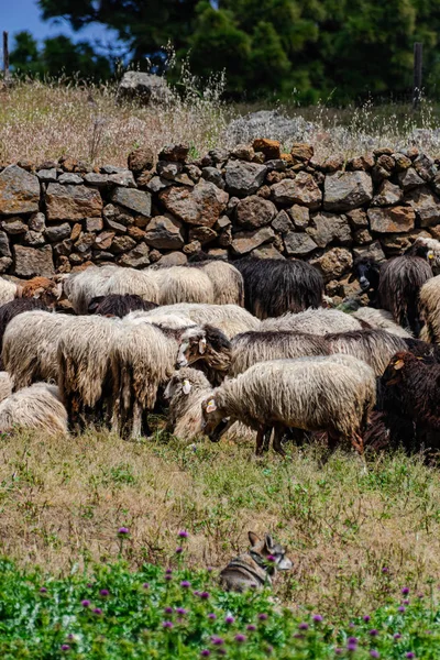 加那利群岛El Hierro岛景观 加那利群岛 绿色草地上 有岩墙背景的加那利羊群 — 图库照片