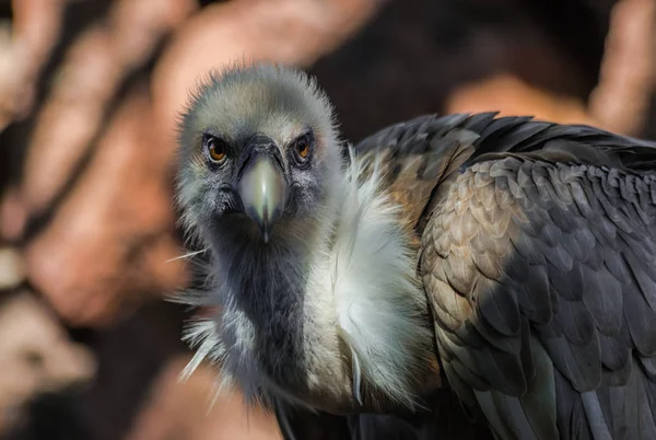 Griffon Akbaba Portresi Çingene Fulvus Güneş Işığı Gölge Ile Kayalar — Stok fotoğraf