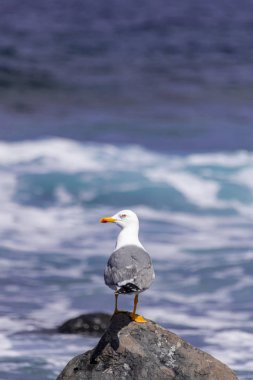 sarı bacaklı martı (Larus cachinnans atlantis), bir kaya üzerinde duran, güneş ışığı ile, ve Atlantik okyanusu arka plan, El Hierro, Canay adaları, İspanya