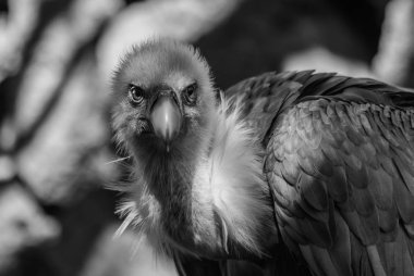  siyah ve beyaz griffon akbaba portresi (Gyps fulvus) kayaların arka planında