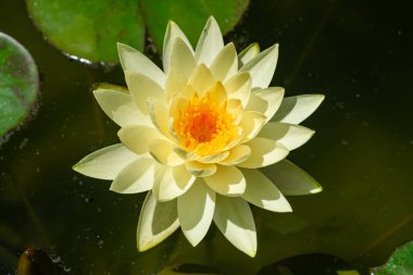 Beyaz nilüferler (Nymphaea Chromatella), yaz mevsiminde öğleden sonra güneş ışığıyla çiçek açarlar.
