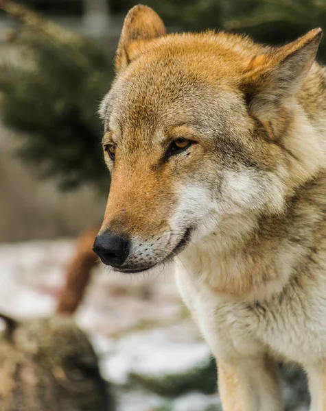 Γκρίζος Λύκος Canis Lupus Πορτρέτο Του Κεφαλιού Κοιτάζοντας Προς Αριστερά — Φωτογραφία Αρχείου