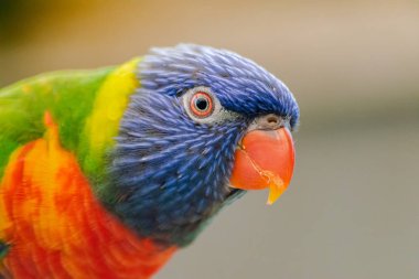  Hindistan cevizi lori, (Trichoglossus haematodus), baş portresi