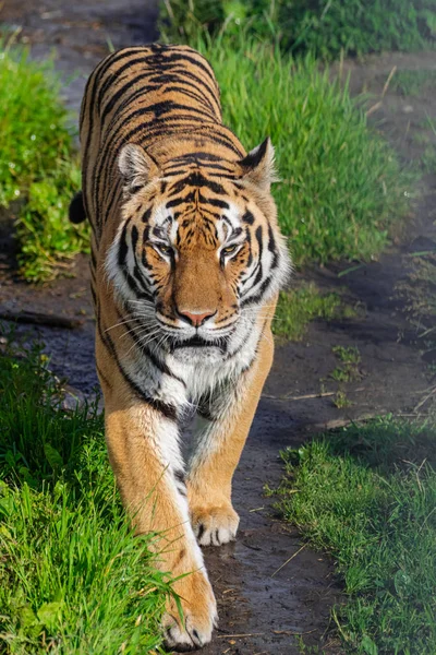 Sibirischer Tiger Panthera Tigris Altaica Auf Einem Feldweg Mit Vegetation — Stockfoto
