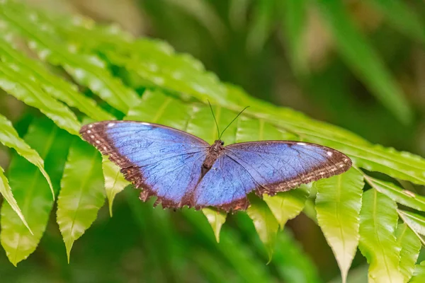 Morpho peleides butterfly, with open wings, on a green leaf, with green vegetation background