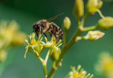Avokado çiçek (persea americana Tozlaşmayı Avrupa bal arı (apis mellifera),)