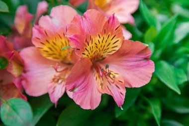 Pembe Peru zambağı (altroemeria aurantiaca ligtu), yeşil bitki örtüsü arka planında çiçek açar.