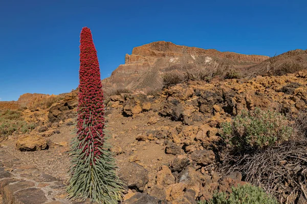 Volkanik Kayalar Mavi Gökyüzü Ile Çiçek Açan Teide Dağı Böceği — Stok fotoğraf