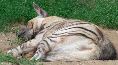 Çizgili sırtlan, (Hyaena hyaena), yeşil bitki örtüsüyle çevrili kumlu bir yüzeyde çok rahat uyuyor.