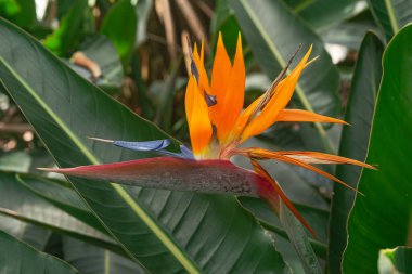 Strelitzia Reginae, çiçek açan cennet kuşu, yeşil yapraklı arka plan 