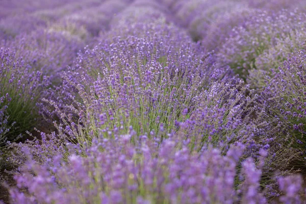 Lavendel Blommor på lavander fält närbild — Stockfoto