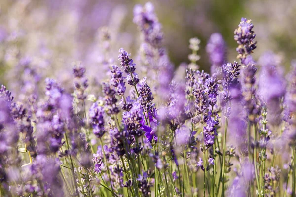 Lavender Flowers on lavander field close-up