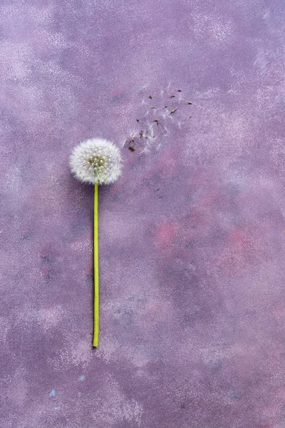 Flower minimalism, dandelion with seeds on a beautiful abstract background. Top view, space for text. Pink-purple background