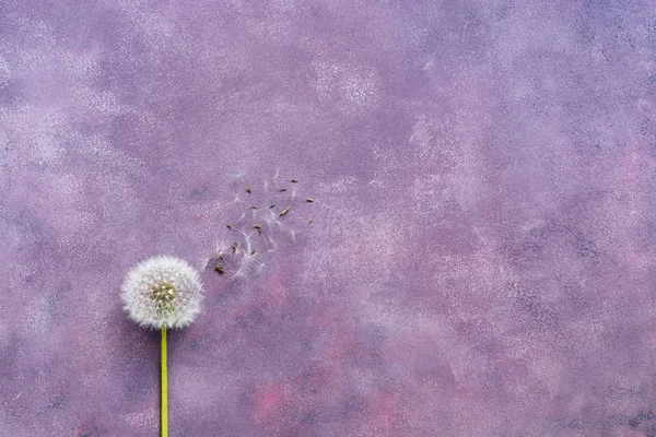Minimalism, fluffy dandelion with seeds on a beautiful abstract purple background. Copy space, flat lay.