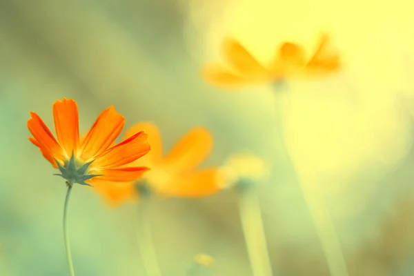 Delicate flowers of coral color in the sunlight on a blurred natural background. Soft, selective focus. Art image