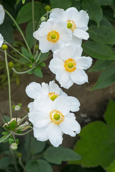 White Japanese Anemone Flowers Honrine Jobert Bloom Late Summer Also — Stock Photo, Image