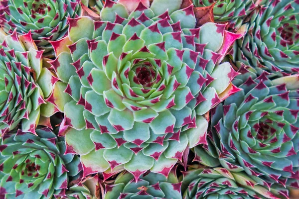 Close Van Een Succulente Installatie Die Droge Omstandigheden Gedijt — Stockfoto