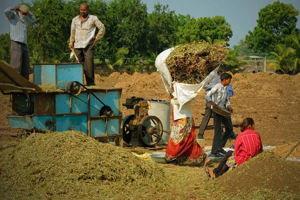 Gujarat Inde 1Er Novembre 2016 Agriculteur Non Identifié Des Membres — Photo