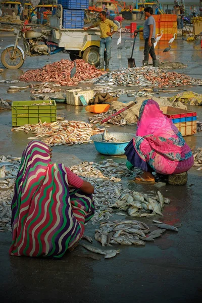 Gujarat India November 2016 Women Sorting Fish Quayside Sale Nearby — Stock Photo, Image
