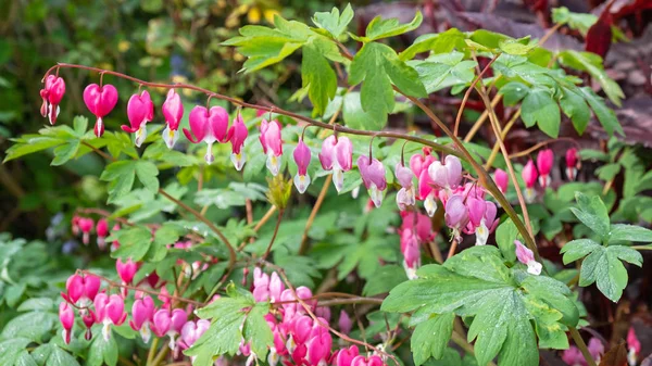 迪森特拉植物 兰普罗卡普诺斯规格 在春天在英国与他们的心形花 被称为出血心 — 图库照片