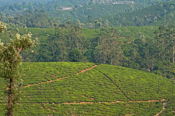 Tea bushes and Silver Oaks ( Grevillea robusta ) cover the undulating hillsides on a plantation near Valparai in Tamil Nadu state, India. The trees are grown among the tea bushes to afford protection from extremes of weather