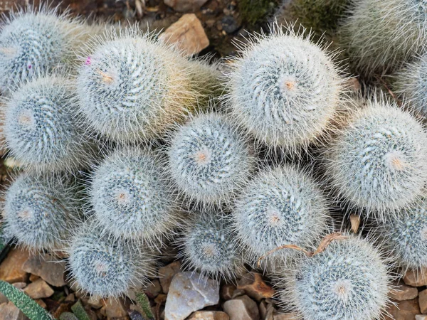 Las Cabezas Plantas Del Cactus Variedad Mammillaria Geminispina — Foto de Stock