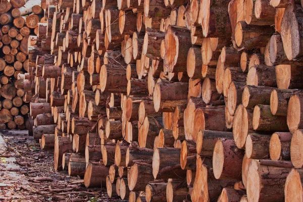 Kesmeden Önce Ngiltere Kereste Fabrikasına Istiflenmiş Kütükler — Stok fotoğraf