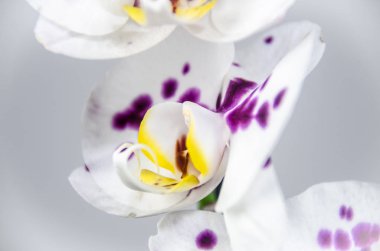 Beyaz ve kırmızı yaprakları ile hassas tropikal çiçek şube