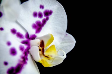 Kosta Rika tropikal egzotik ve dekoratif bitki