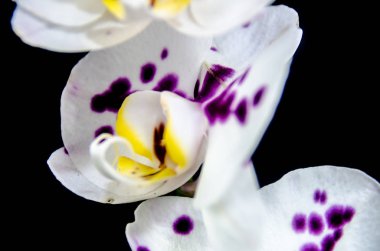 Kosta Rika tropikal egzotik ve dekoratif bitki