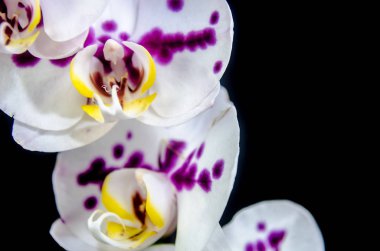 Kosta Rika tropikal egzotik ve dekoratif bitki