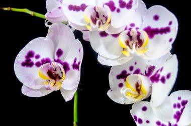 Kosta Rika tropikal egzotik ve dekoratif bitki