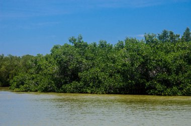 Tekne yolculuğu Ria Lagartos orman genelinde